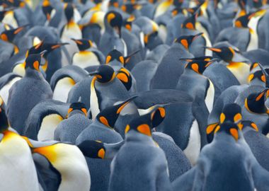 King Penguin Colony Many B