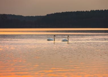 Lake Landscape With Swimmi