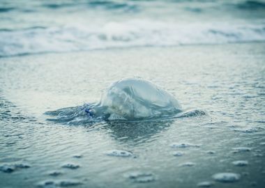 Jellyfish On The Beach In