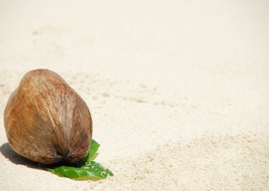 Coconut Fruit On A Tropica