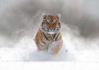 Tiger In Wild Winter Natur