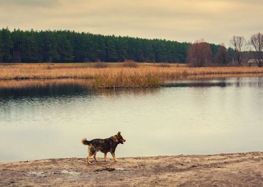 Dog Walking On The River B