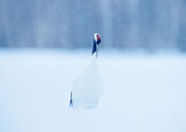 RedCrowned Crane Grus Japo