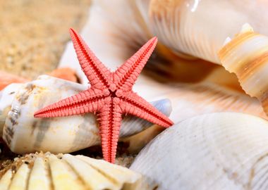 Sea Star And Shells On The