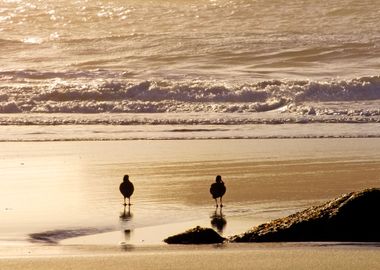 Birds On Sea Beach