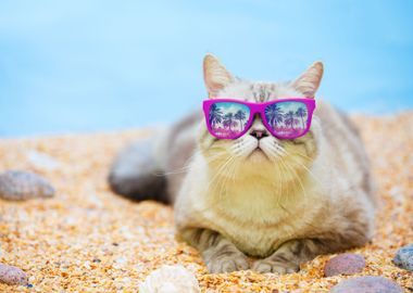 Cat Wearing Sunglasses Rel