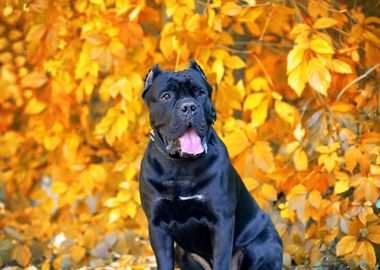 Portrait Of Cane Corso Ita