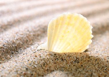 Sea Shell On The Sandy Bea