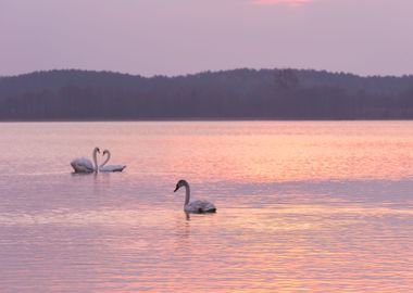 Lake Landscape With Swimmi