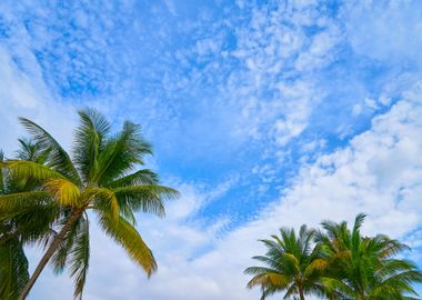 Coconut Palm Tree On Blue