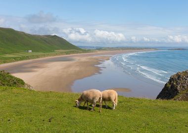 Sheep Grazing Rhossili Bea