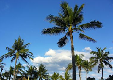 Coconut Tree