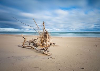 Beautiful Sandy Sea Shore