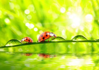 Ladybugs artwork