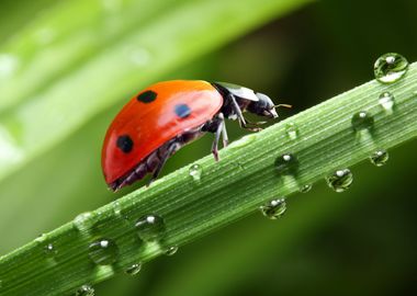 Ladybug art