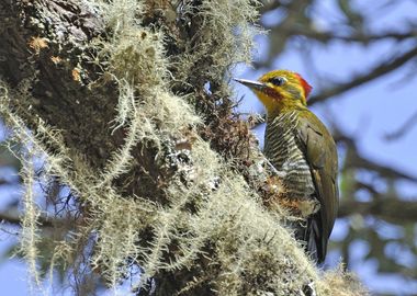 Small bird