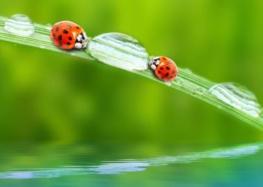 Ladybugs