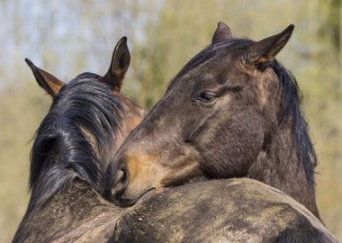 Horses