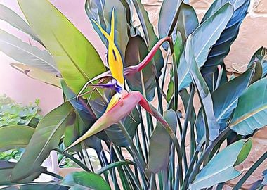 Birds Of Paradise