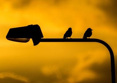 Birds on Sunset