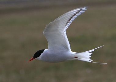 Arctic tern bird