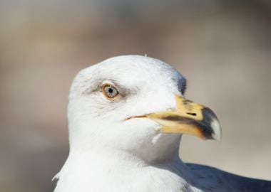 Seagull