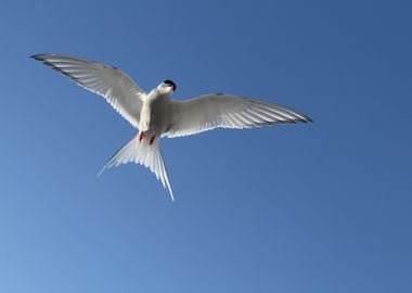 Arctic tern bird