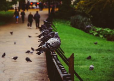 Pigeons