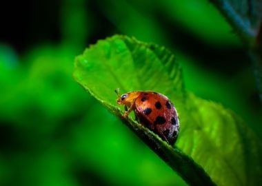 Ladybug