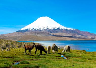 Chungara Lake Chile