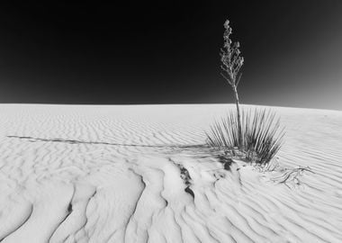 White Sands Impression