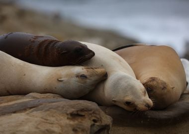 California Sea lion