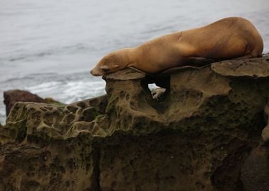 California sea lion