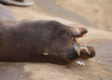 California Sea lion