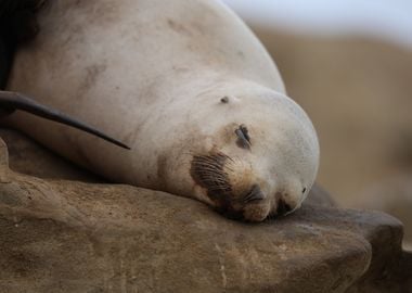 California sea lion