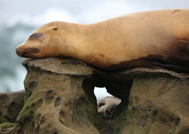 California sea lion