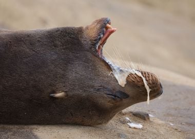 California sea lion