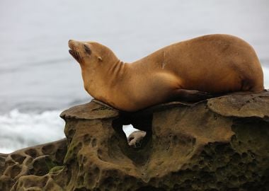 California sea lion