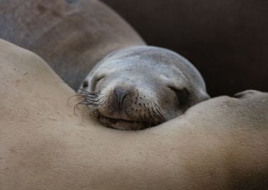 California sea lion