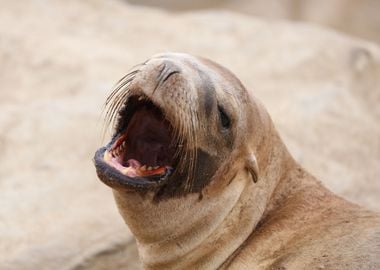 California Sea Lion