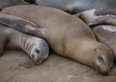 California Sea lion