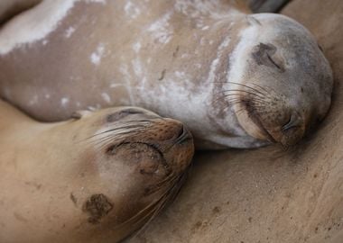 California Sea lion