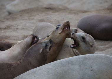 California Sea Lion