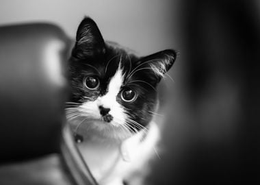 Cat Black and White