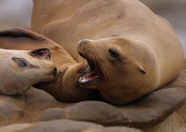 California sea lion