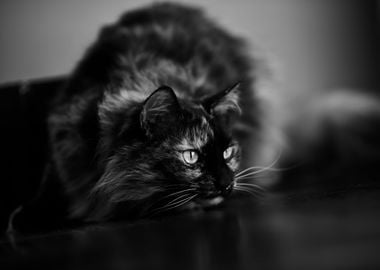 Cat Black and White