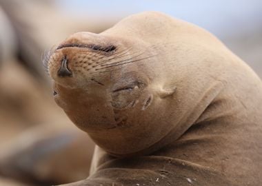 California sea lion