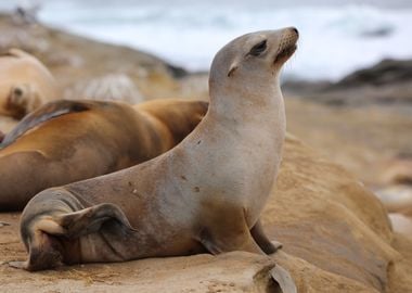 California sea lion