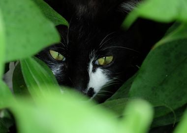 Hidden Cat