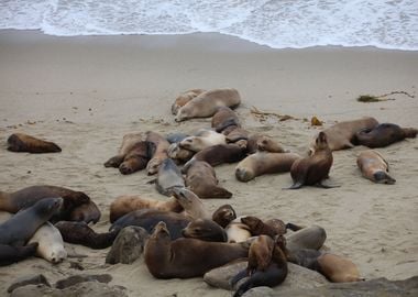 California sea lions